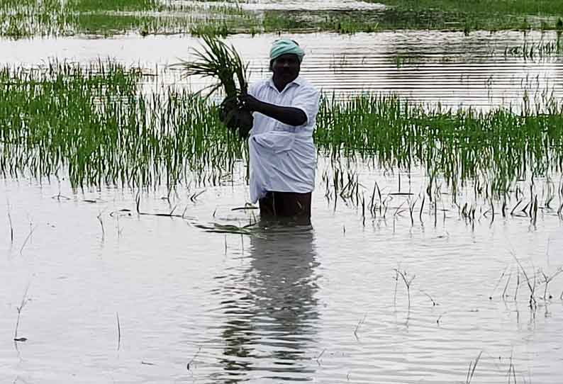 100 ஏக்கர் நெற்பயிர்கள் தண்ணீரில் மூழ்கின