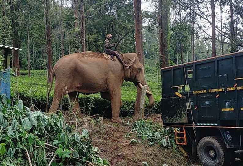 2 கும்கி யானைகளுக்கு திடீர் உடல்நலக்குறைவு