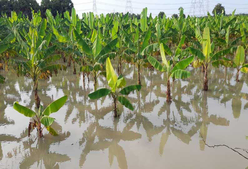 தூத்துக்குடி அருகே கனமழையால் 200 ஏக்கரில் பயிரிடப்பட்டுள்ள வாழைகளை வெள்ளநீர் சூழ்ந்துள்ளதால் விவசாயிகள் கவலை அடைந்துள்ளனர்