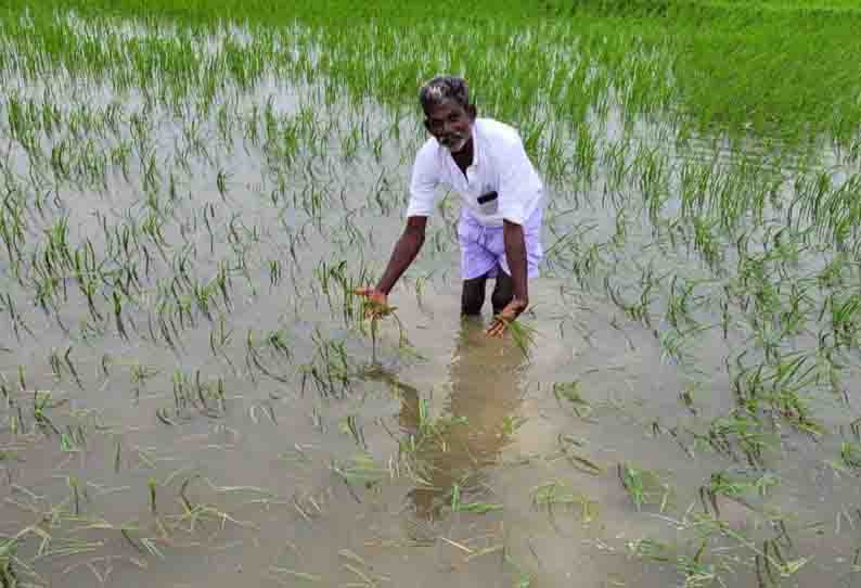 மாவட்டத்தில் கனமழை  நெற்பயிர்கள் நீரில் மூழ்கின; 2 வீடுகள் இடிந்தன  கன்றுக்குட்டி உயிரிழப்பு