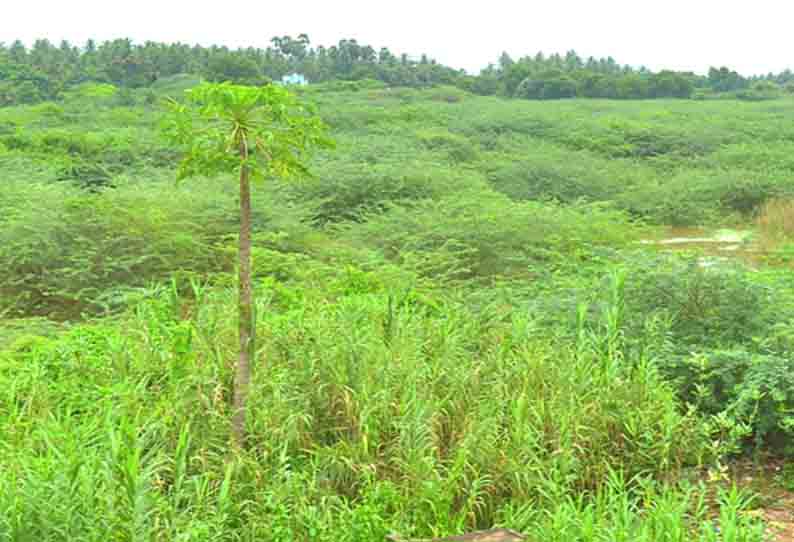 கருவேல மரங்களின் பிடியில் சிக்கி விழி பிதுங்கும் வைகை ஆறு