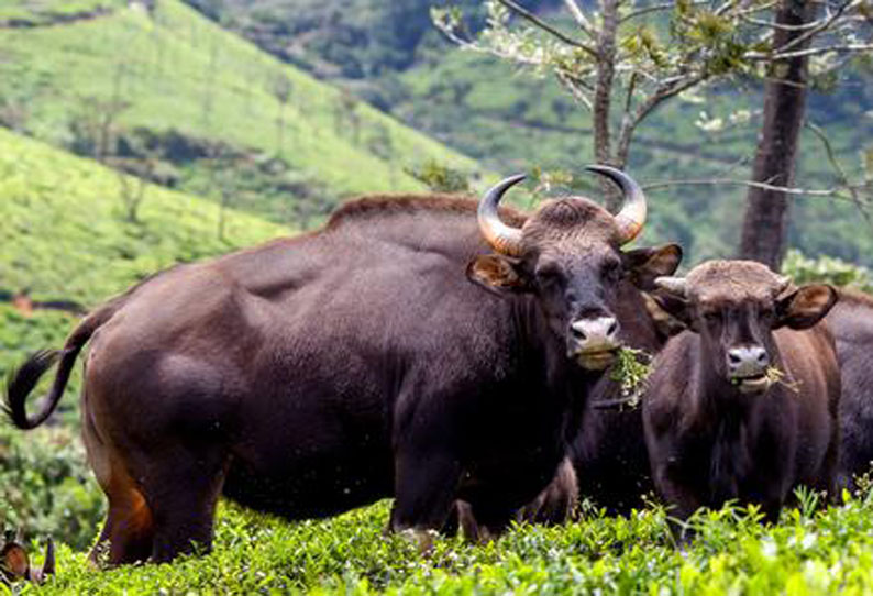 முதுமலை புலிகள் காப்பகத்துடன் கூடலூர், ஊட்டி வனக்கோட்டம் இணைப்பு