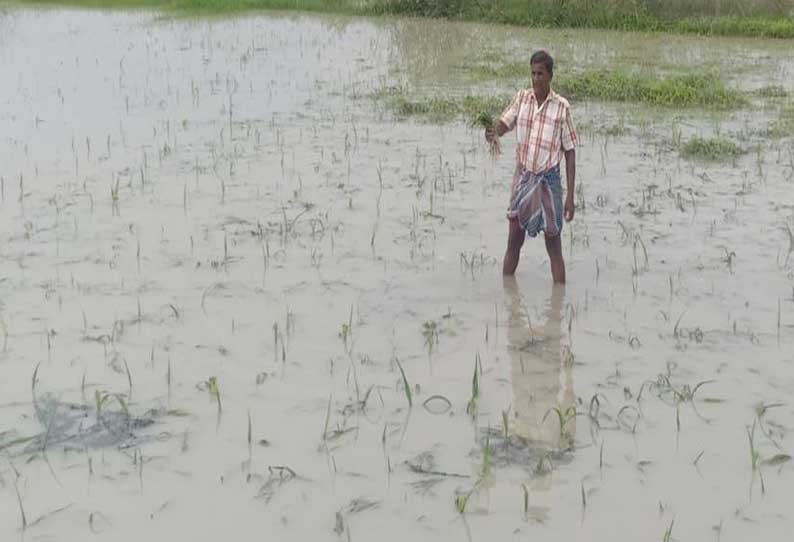 எட்டயபுரம் பகுதியில் பெய்த கனமழையால் 500 ஏக்கர் பயிர்கள் தண்ணீரில் மூழ்கி சேதமடைந்துள்ளன