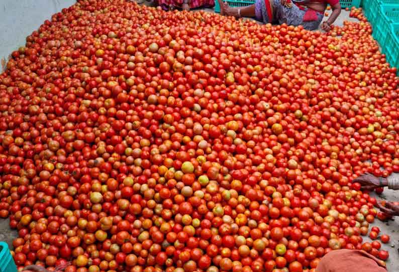 தொடர் மழை காரணமாக வரத்து குறைந்தது ராயக்கோட்டை மார்க்கெட்டில் தக்காளி விலை கிடுகிடு உயர்வு ஒரு கிலோ ரூ 80க்கு விற்பனை