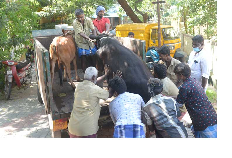 திண்டுக்கல் மாநகராட்சியில் சாலைகளில் சுற்றித்திரிந்த மாடுகளின் உரிமையாளர்களுக்கு அபராதம்