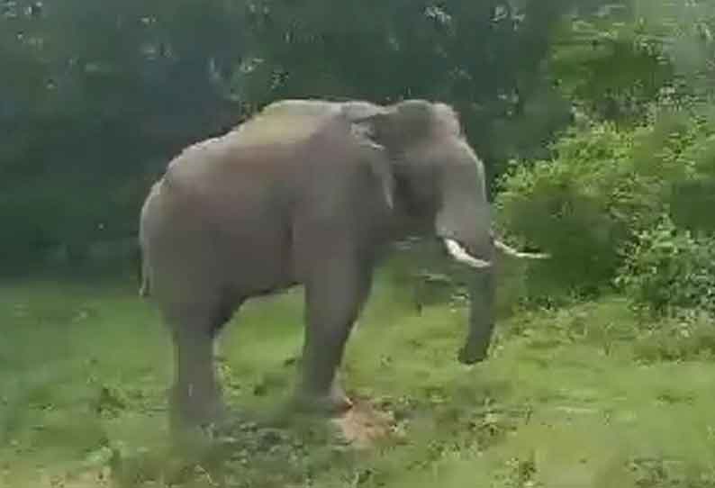 காட்டு யானைகளை தொந்தரவு செய்யக்கூடாது என வனத்துறையினர் எச்சரிக்கை விடுத்துள்ளனர்