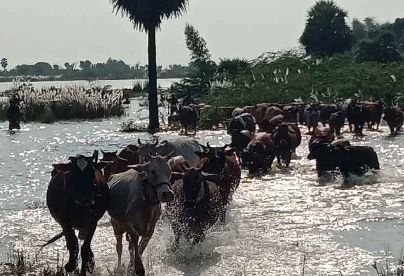 சிதம்பரம் அருகே கொள்ளிடம் ஆற்று வெள்ளத்தில் சிக்கிய மாடுகள் மீட்பு