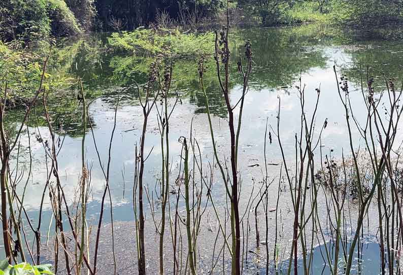 ராசாத்தா கோவில் குட்டை நிரம்பி உள்ளது