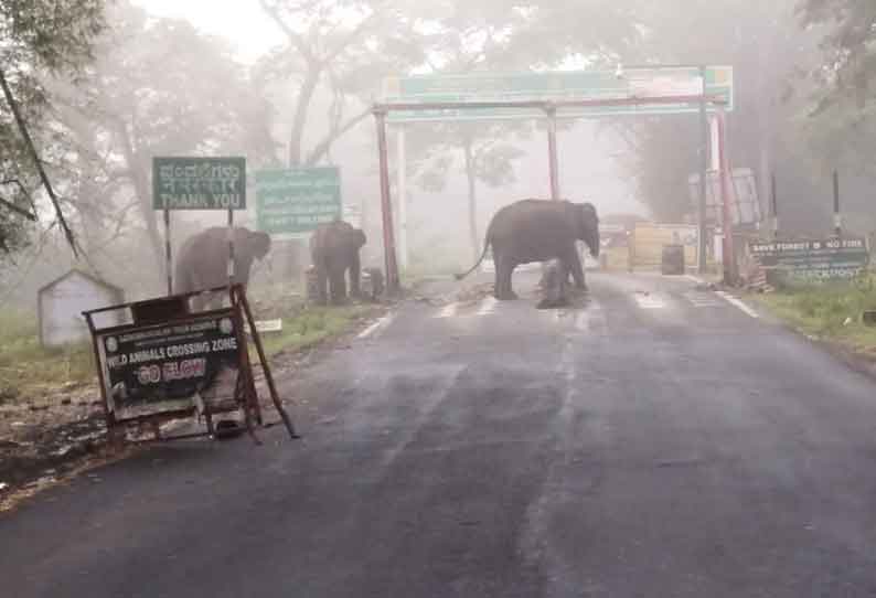 ஆசனூர் அருகே சோதனைச்சாவடியை முற்றுகையிட்ட யானைகள்; போக்குவரத்து பாதிப்பு