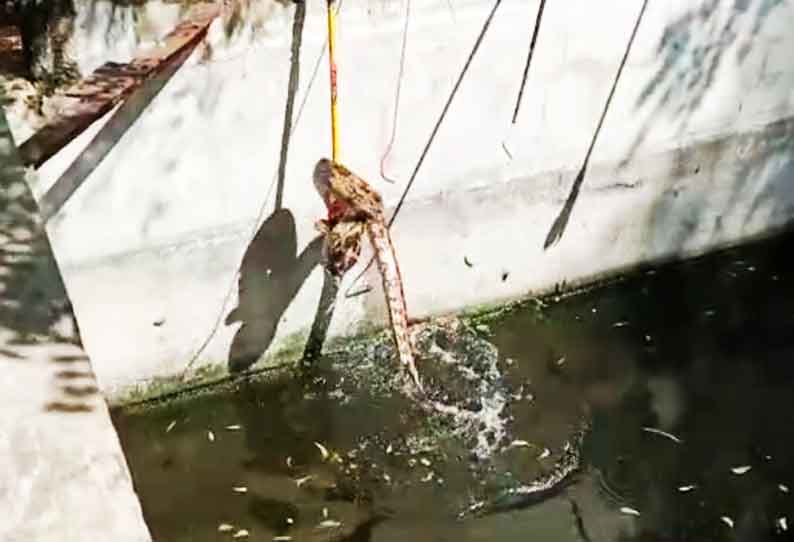 பங்களாப்புதூர் அருகே தண்ணீர் தொட்டியில் விழுந்த மலைப்பாம்பு- வனத்துறையினர் மீட்டனர்