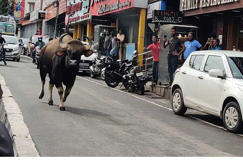 கொடைக்கானலில் உலா வந்த காட்டெருமை