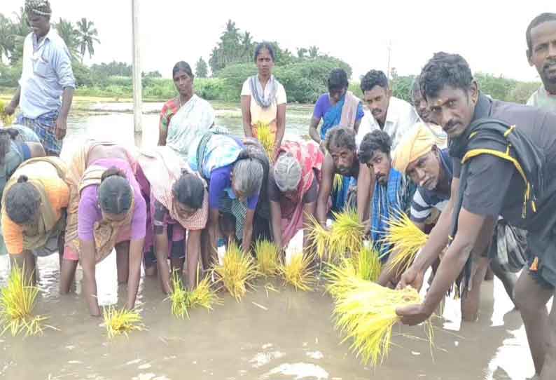 ஓட்டப்பிடாரம் அருகே கனமழை; 100 ஏக்கர் நெற்பயிர்கள் நீரில் மூழ்கின