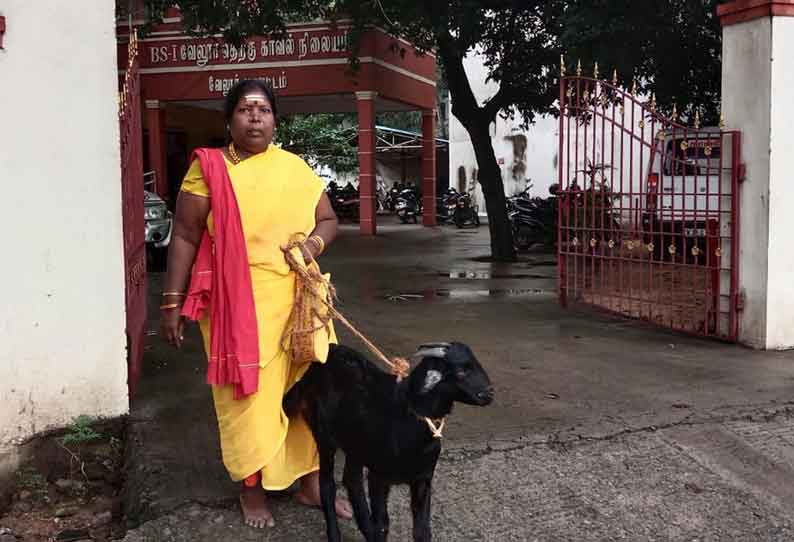 போலீஸ் நிலையத்துக்கு ஆட்டுடன் புகார் அளிக்க வந்த பெண்ணால் பரபரப்பு