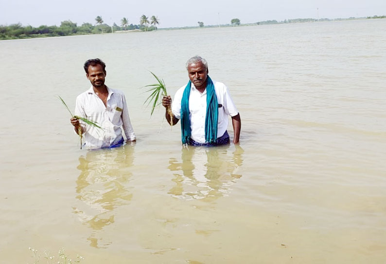 ஆயிரம் ஏக்கர் பருத்தி- நெற்பயிர்களை வெள்ளநீர் சூழ்ந்தது