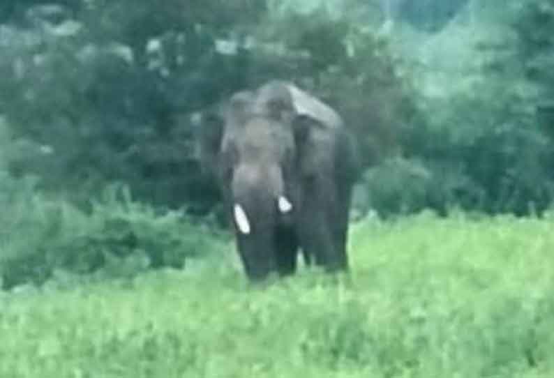 தேன்கனிக்கோட்டை அருகே விவசாய நிலத்தில் சுற்றித்திரியும் காட்டுயானை கிராமமக்கள் பீதி