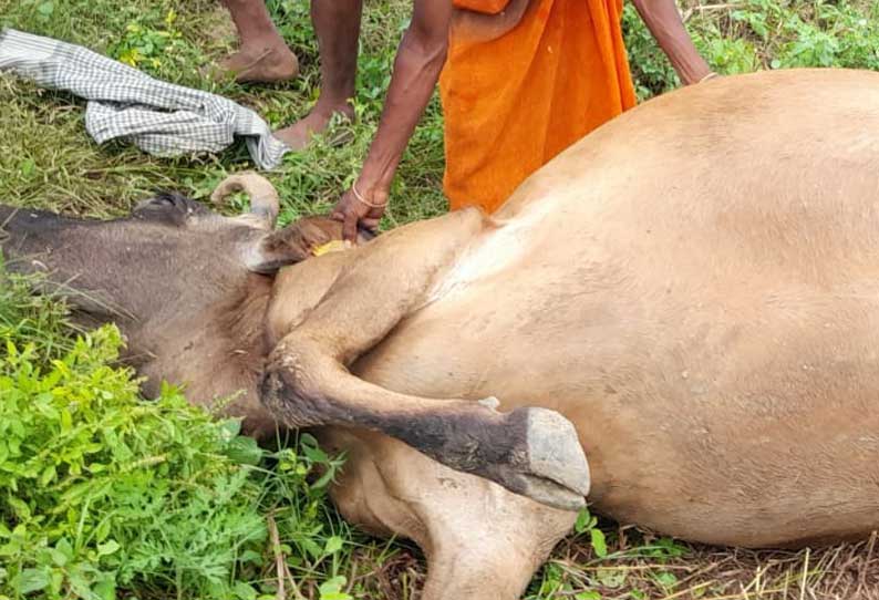 சின்னசேலம் அருகே கோமாரி நோயால் கால்நடைகள் பாதிப்பு