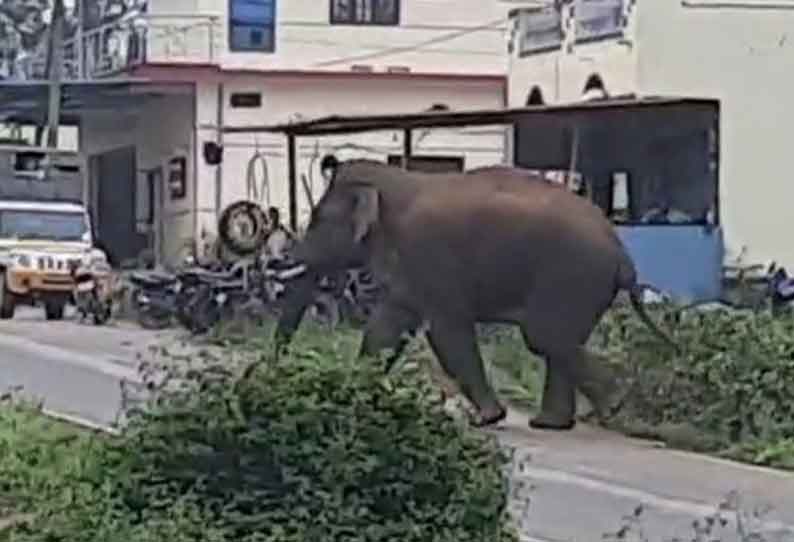 தளி அருகே  கிராமத்துக்குள் புகுந்த காட்டுயானை பொதுமக்கள் அலறியடித்து ஓட்டம்