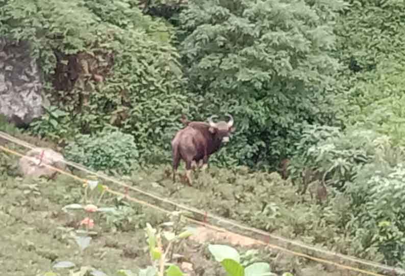 காட்டெருமைக்கு உரிய சிகிச்சை அளிக்க கோரிக்கை