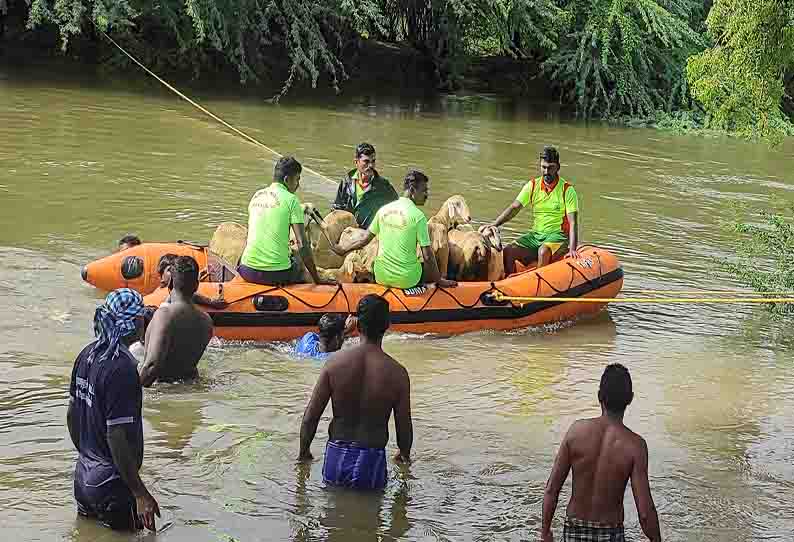 கடலுக்கு திருப்பி விடப்பட்ட வைகை வெள்ளத்தில் சிக்கிய 150 ஆடுகள்