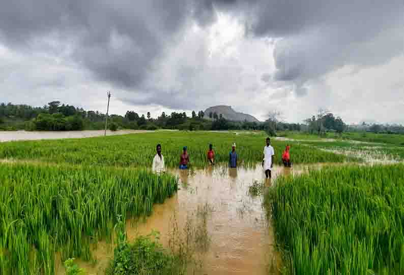 கண்மாய் நிரம்பி வயல்வெளியில் புகுந்த வெள்ளம்