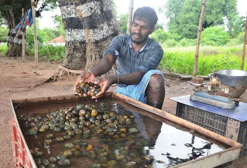 தஞ்சை மாவட்டத்தில் தொடர் மழை வயல்வெளிகளில் தண்ணீர் நிரம்பியதால் அதிக அளவில் பிடிபடும் நத்தைகள் கிலோ ரூ.100-க்கு விற்பனை