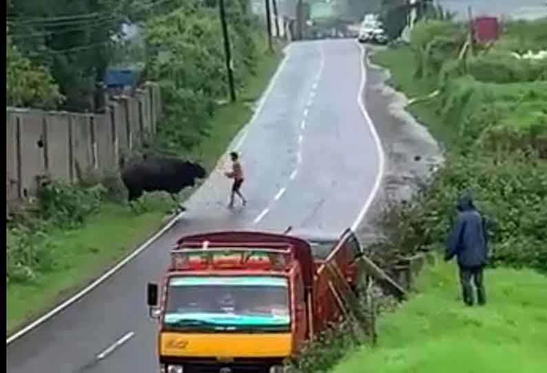 காயத்துடன் சுற்றிய காட்டெருமையை தாக்கியவரால் பரபரப்பு