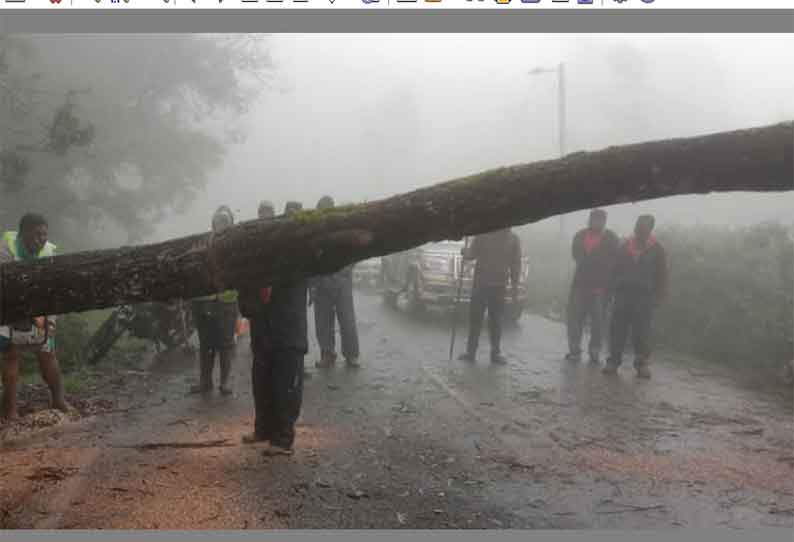 கொடைக்கானலில், வேரோடு சாய்ந்த மரங்கள்