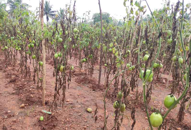 கிணத்துக்கடவில் மழையால் தக்காளி செடிகள் கருகின