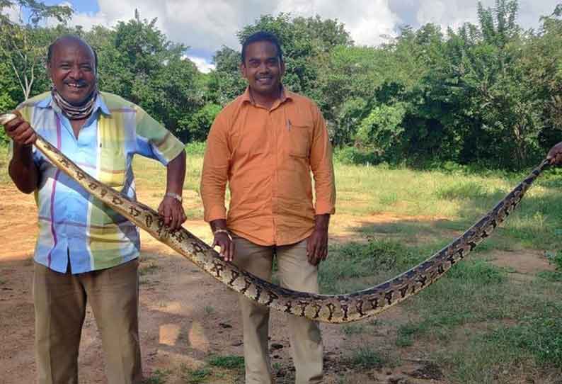 வேப்பனப்பள்ளி அருகே நெல் வயலில் பதுங்கி இருந்த 10 அடி நீள மலைப்பாம்பு பிடிபட்டது