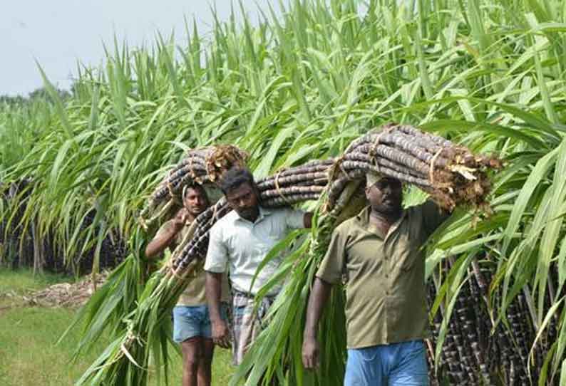 Incentives for Sugarcane Farmers: Government Publication | கரும்பு  விவசாயிகளுக்கு ஊக்கத்தொகை: அரசு அரசாணை வெளியீடு