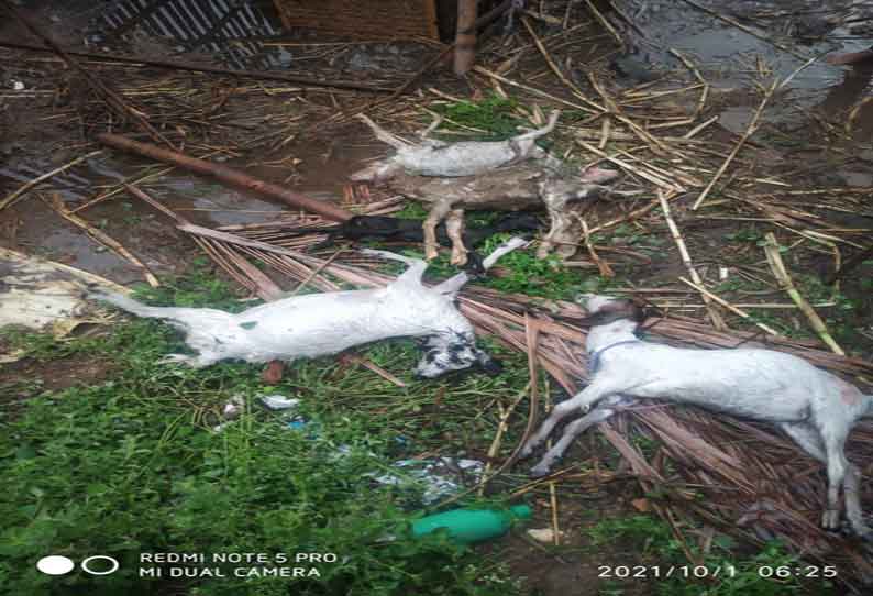 தெருநாய்கள் கடித்து 7 ஆடுகள் பலி