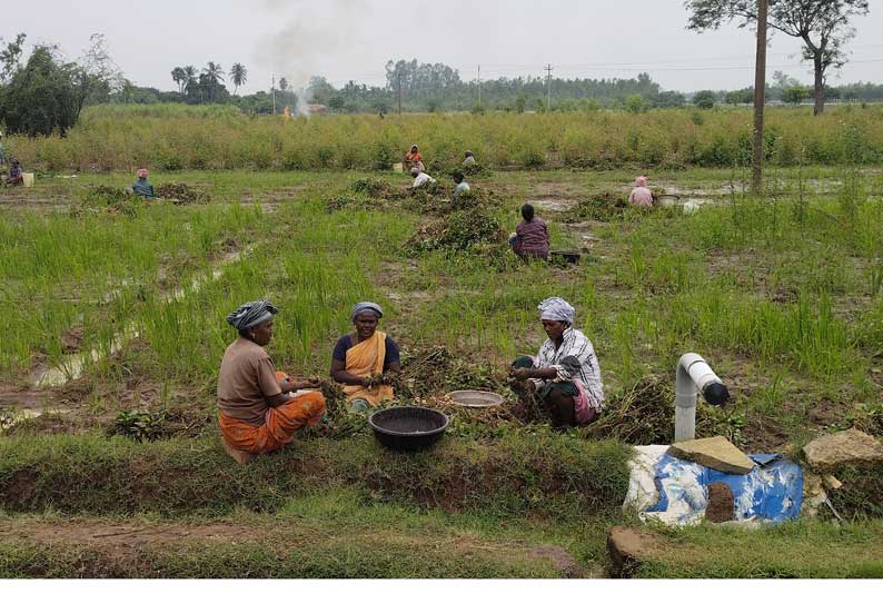 கடலை செடிகள் மழைநீரில் மூழ்கி அழுகும் அபாயம்