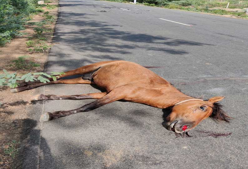 கார் மோதியதில் குதிரை சாவு