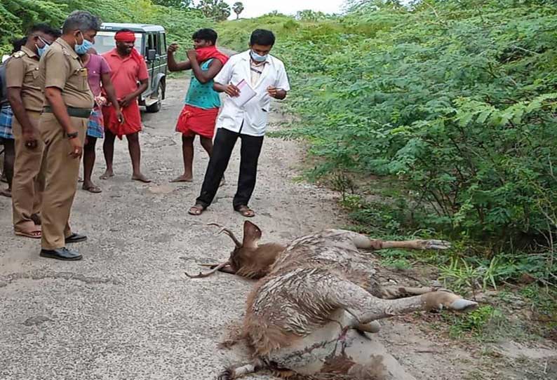 உடன்குடி அருகே இறந்து கிடந்த மிளாவால் பரபரப்பு