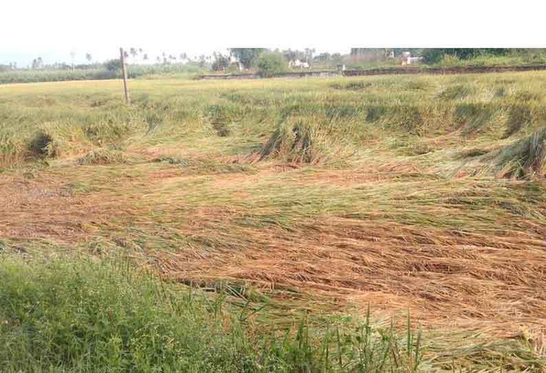 காட்டாற்று ஓடை கரை உடைந்து விளைநிலங்கள் நாசமாகின