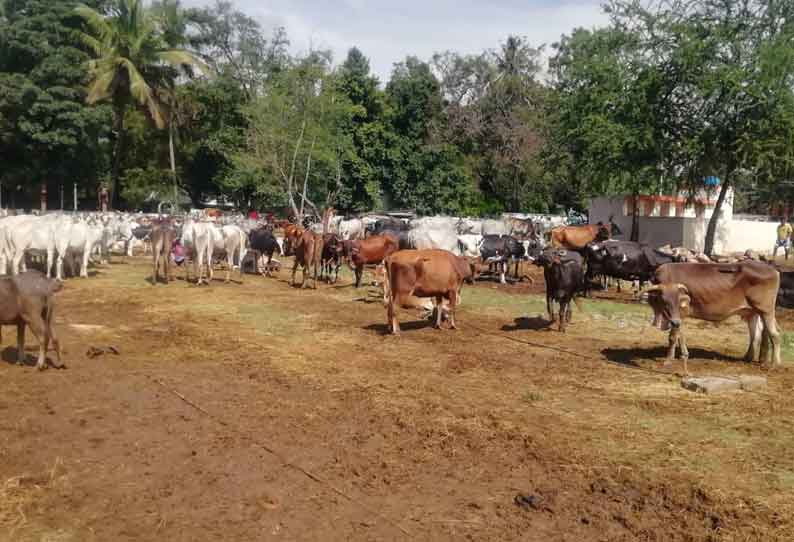 பொள்ளாச்சி சந்தையில் மாடுகள் வரத்து குறைந்ததால் ரூ 2 கோடி வர்த்தகம் பாதிப்பு