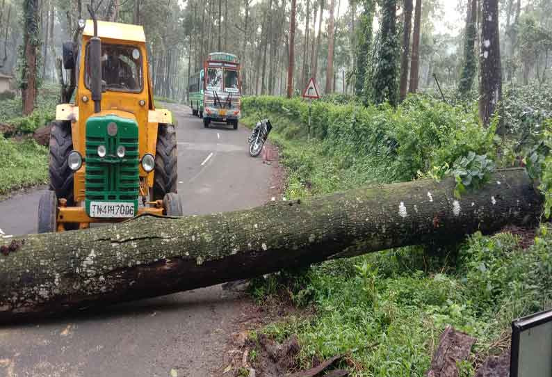 மரங்கள் முறிந்து ரோட்டில் விழுந்தன