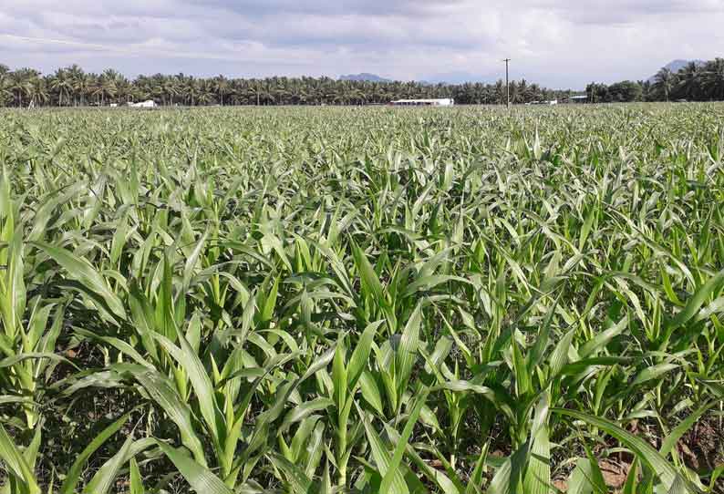 பலத்த மழையால் செழித்து வளரும்  மக்காச்சோளா பயிர்கள்