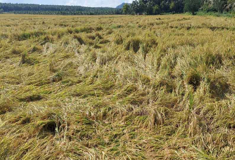 மழை காரணமாக 40 டன் நெல் சேதம் விவசாயிகள் கவலை