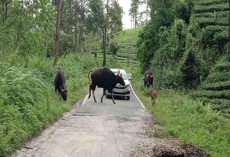 வால்பாறையில் சாலையோரத்தில் வனவிலங்குகள் நடமாட்டம்