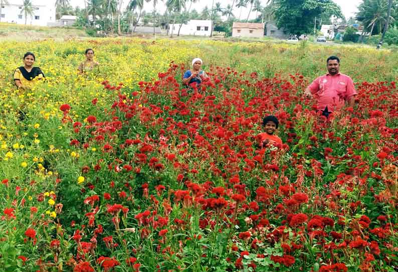 ஆயுதபூஜை விற்பனைக்காக பூத்து குலுங்கும் செண்டுமல்லி