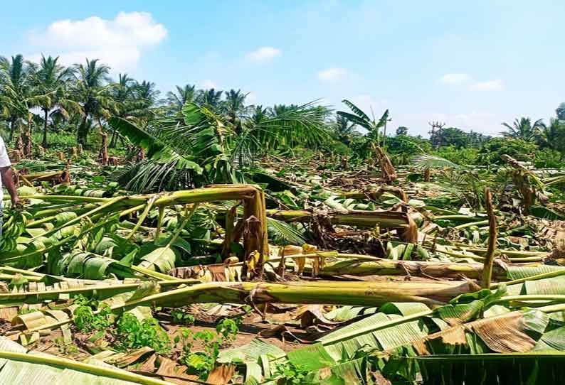 அந்தியூர் பகுதியில் பலத்த சூறாவளிக்காற்றுடன் மழை; ஆயிரக்கணக்கான வாழைகள் சாய்ந்தன