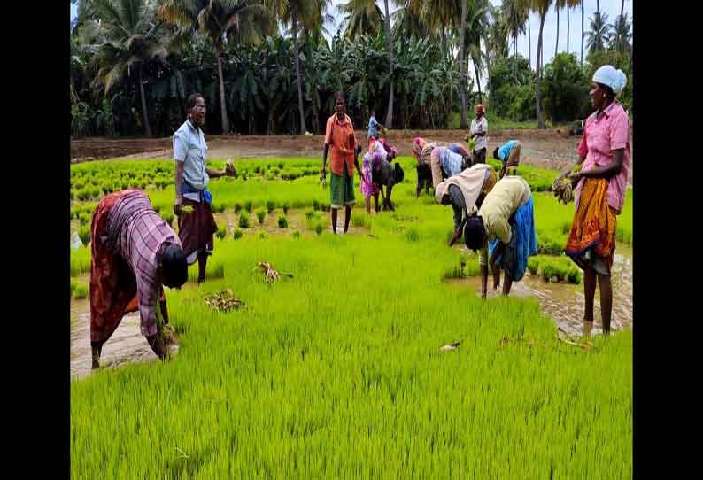 நாட்டுப்புற பாடல்களை பாடி நெல் நடவு செய்யும் பெண்கள்