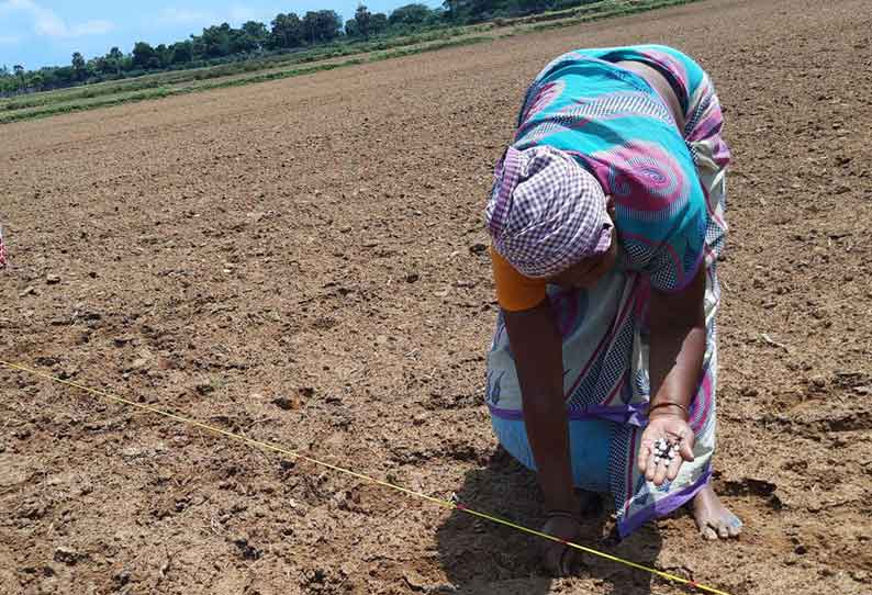 திருக்கடையூர் அருகே ‘கேப்சூல்’ மூலம் சம்பா சாகுபடி விவசாயி புதிய முயற்சி