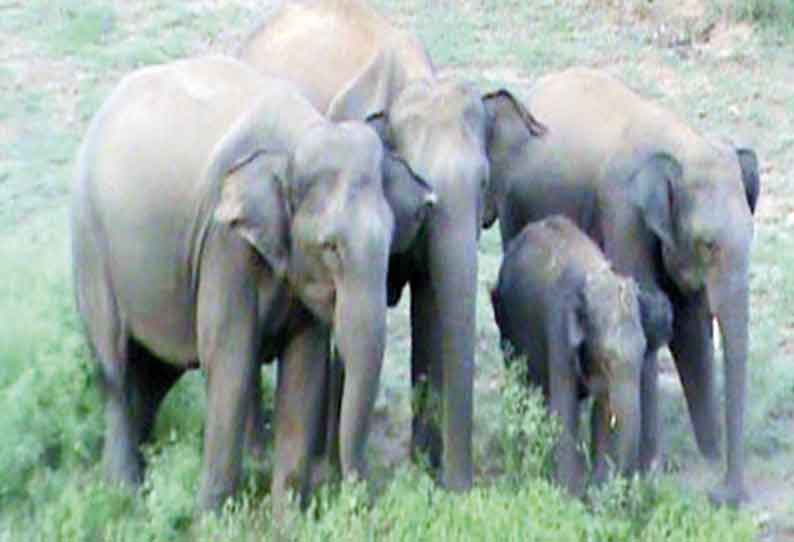 கடையம் அருகே தோட்டங்களில் புகுந்து யானைகள் அட்டகாசம்