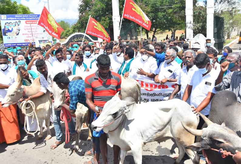 நாட்டு மாடுகளுடன் தேனி கலெக்டர் அலுவலகத்தை விவசாயிகள் முற்றுகை