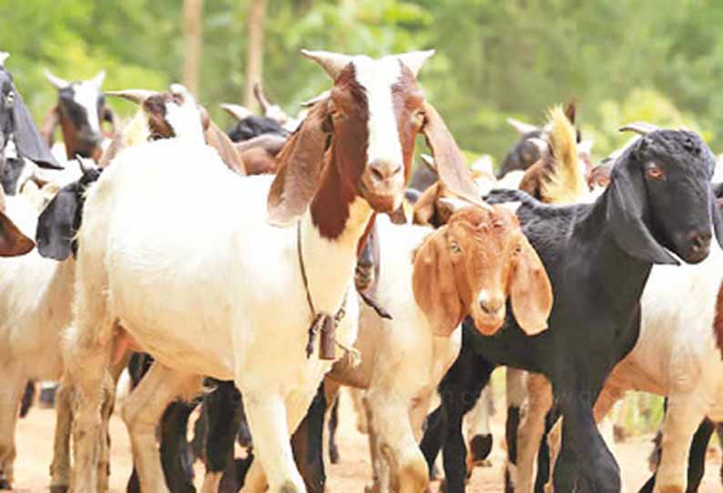 புதுக்கோட்டை சந்தையில் ஆடுகள் விற்பனை சரிவு