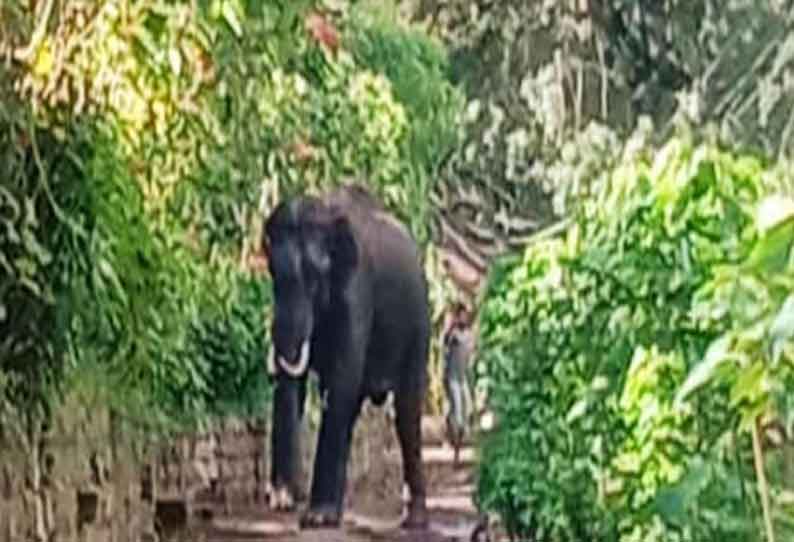 குடியிருப்பு பகுதிக்குள் புகுந்த காட்டு யானை