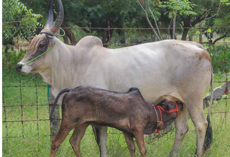 இன மயிலை பசு விற்பனை