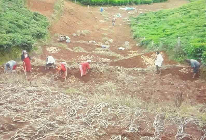 உருளைக்கிழங்கு கொள்முதல் விலை வீழ்ச்சி